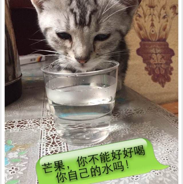 犹他大学Artdiploma